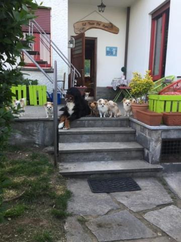 B&B Il Tempo Del Sogno Con Cani E Gatti Pet&Breakfast Baveno Eksteriør bilde