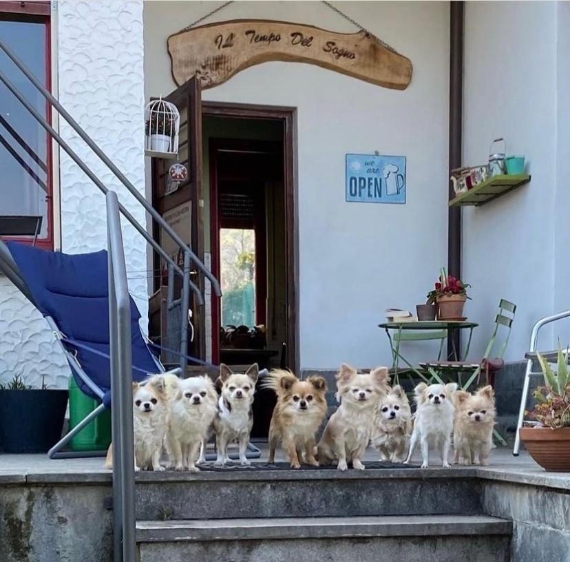 B&B Il Tempo Del Sogno Con Cani E Gatti Pet&Breakfast Baveno Eksteriør bilde